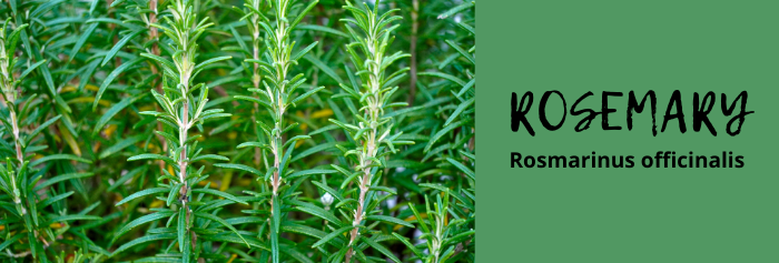 Rosemary oil for headaches